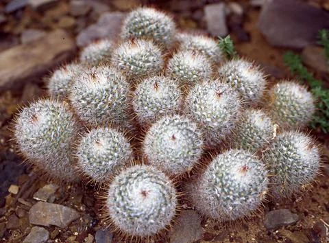 Cactus with spines close-up Stock Photos