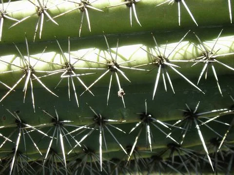 Cactus spines closeup Stock Photos