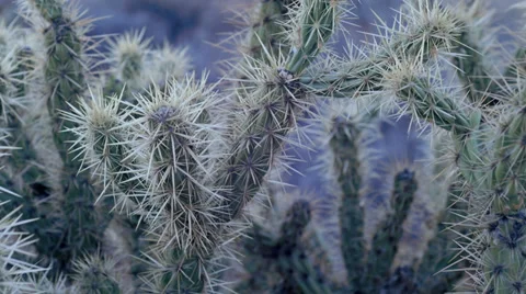 Cactus spines desert natural texture abstract 1 Stock Footage 34212342