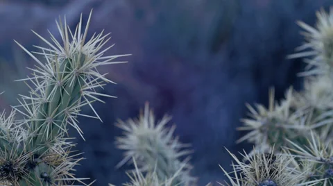 Cactus spines desert natural texture abstract 3 Stock Footage 34212476