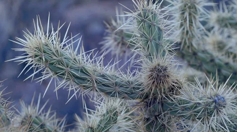 Cactus spines desert natural texture abstract 2 Stock Footage 34215766