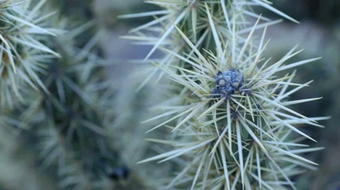 Cactus spines desert natural texture abstract 4 Stock Footage 34228748