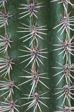 Cactus Spines Macro Close-Up on Green Surface Fotos de archivo