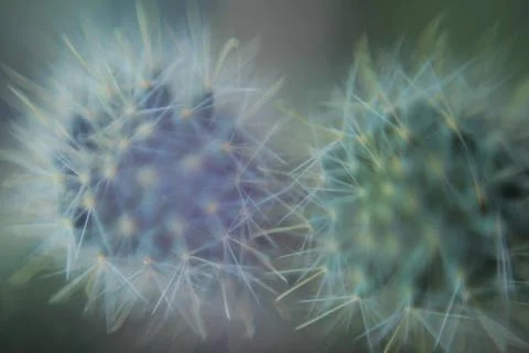 Cactus spines macro close-up Stock Photos