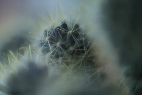 Cactus spines macro close-up Stock Photos