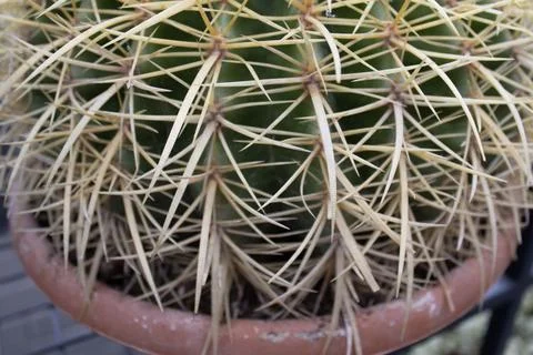 Cactus Spines Macro Closeup Texture Stock Photos