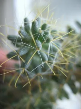Cactus with spines. macro Stock Photos