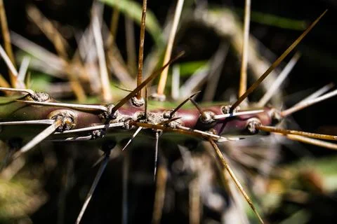 Cactus spines in macro Stock Photos