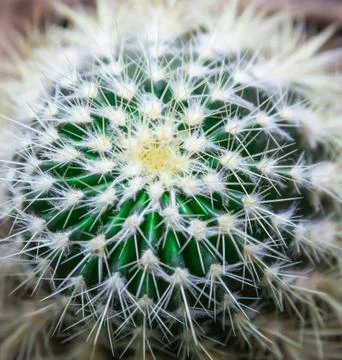 Cactus with spines Stock Photos