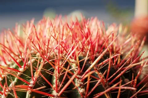 Cactus of spines. Stock Photos