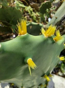 Cactus spines Stock Photos
