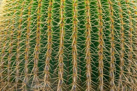 Cactus spines texture background, graphic resource Stock Photos