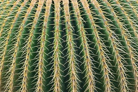 Cactus spines texture background, graphic resource Stock Photos