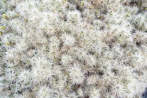 Cactus spines texture background Stock Photos