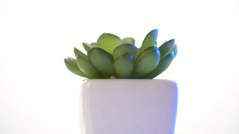Cactus spinning cactus.isolated on white background Stock Footage 145405733