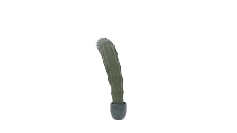 The cactus spins rapidly counterclockwise in its pot. Crazy cactus. Seamless Stock Footage 149000149