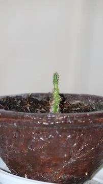 Cactus Sprout Emerging from Pot Stock Photos