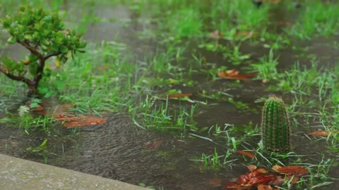 Cactus Standing in Puddle During Heavy Winter Rain Stock Footage 345100335