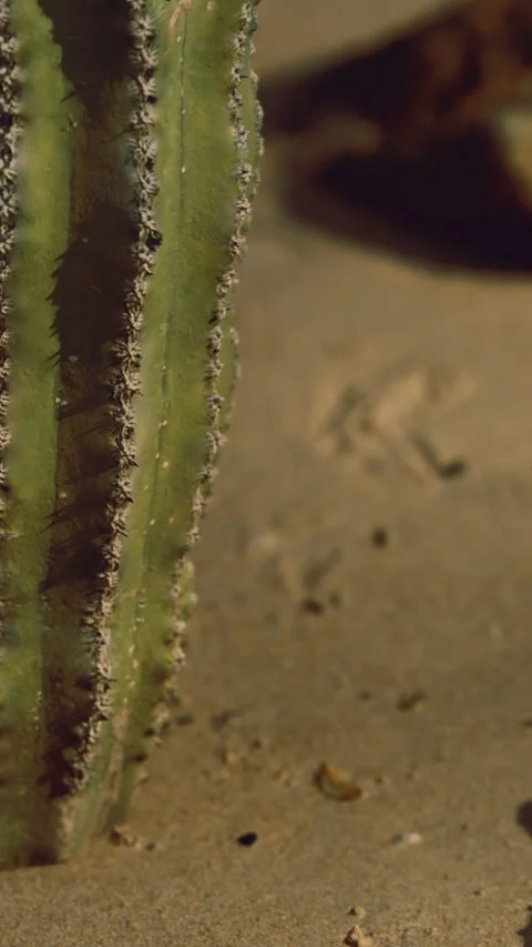 Cactus standing tall in the sandy desert under the warm golden sun rays Stock Footage 334255764