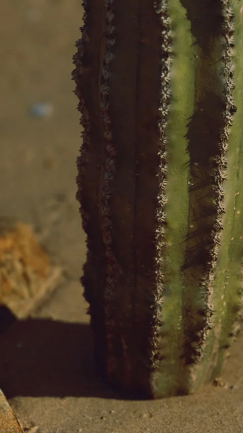Cactus standing tall in the warm desert sun during a golden evening Stock Footage 335233839