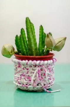 Cactus stapelia with three buds in a pot with a sheath of totora fabric on a  Stock Photos