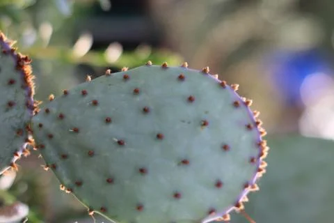 Cactus stem Фото
