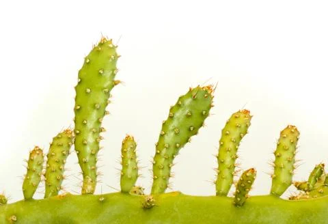 Cactus Stem Valley Foto stock