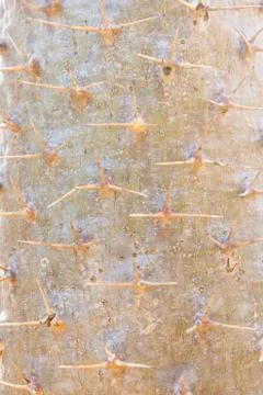 Cactus stems texture Stock Photos