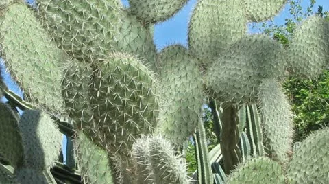 Cactus with Stings Stock-Footage 11220430