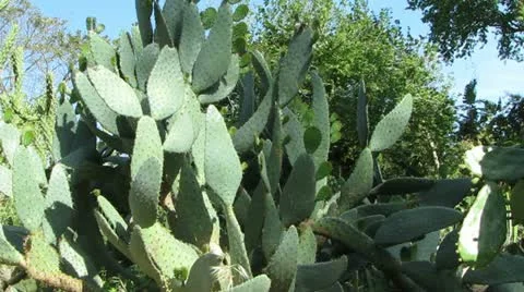 Cactus with Stings Video stock 11220591