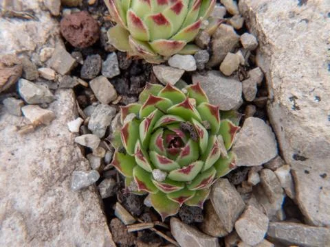 Cactus on a stone bed Stock Photos