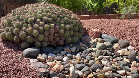Cactus stone trail Stock Footage 241828745