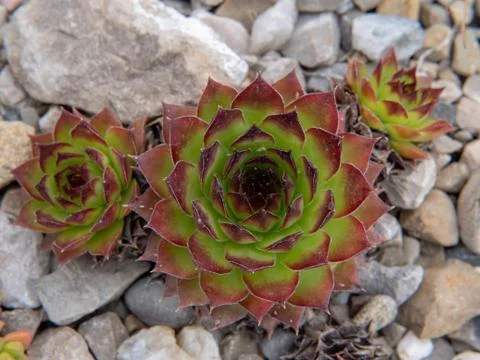 Cactus in a stone wall Stock-Fotos