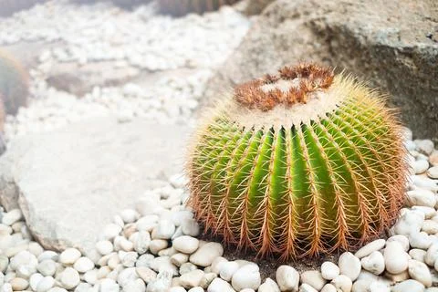 Cactus in the stones Stock Photos