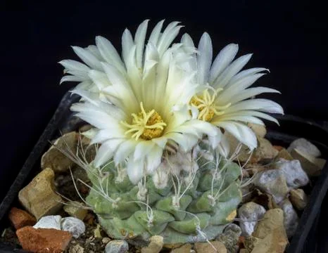 Cactus Strombocactus disciformis Stock Photos