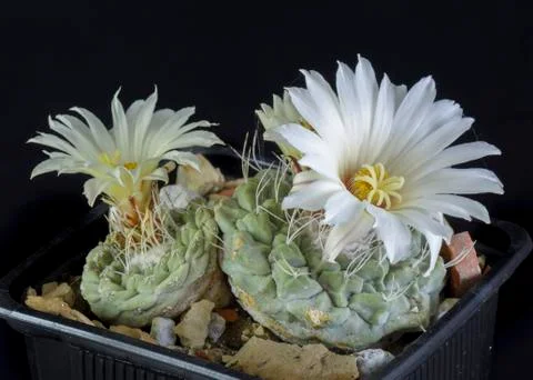 Cactus Strombocactus disciformis Stock Photos