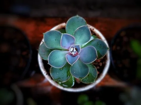 The cactus succulent with background blur Stock Photos