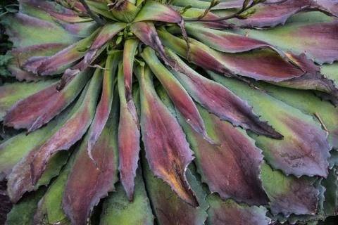 Cactus Succulent Composition Stock Photos