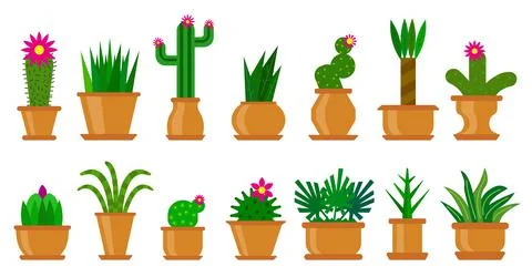 Cactus succulent flat cacti prickle flower in pot Stock Illustration