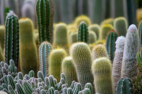 Cactus ,succulent Foto stock