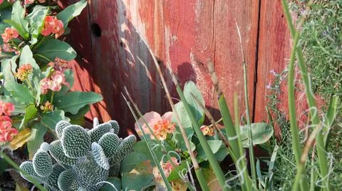 Cactus succulent plant, California USA. Desert flora, arid climate natural Stock Photos