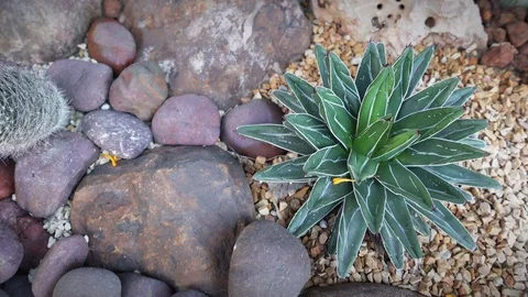 Cactus, succulent plant video footage Stock Footage