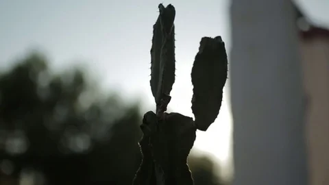 Cactus on the sun Stock Footage 71134528
