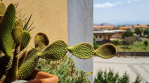 Cactus in the sun Stock Photos