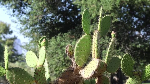 Cactus In Sunlight With Park Trees Stock Footage 335255422