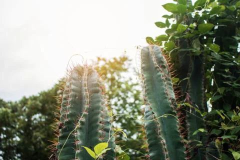 Cactus with sunlight. Stock Photos