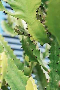 Cactus with sunlight. Stock Photos