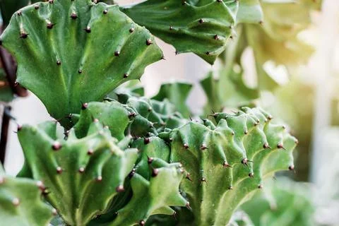 Cactus with sunlight at summer. Stock Photos