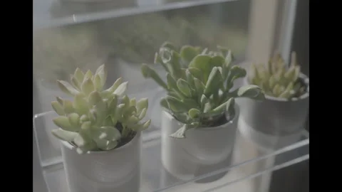 Cactus in sunlight window sill Video stock 285472730