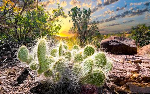 Cactus at Sunrise Stock Photos